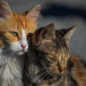 two cute kittens huddled together