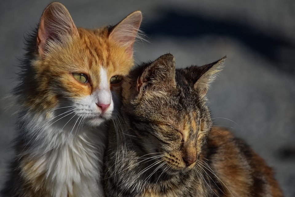 two cute kittens huddled together