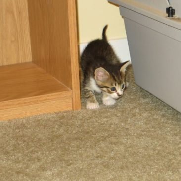 5 week old kitten exploring his new home with us
