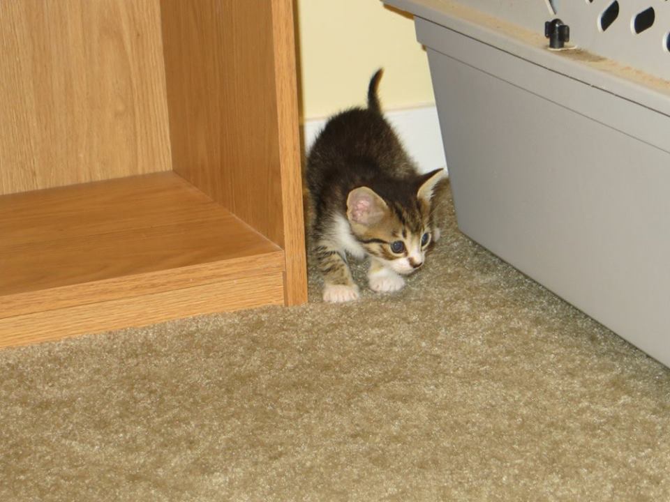 5 week old kitten exploring his new home with us