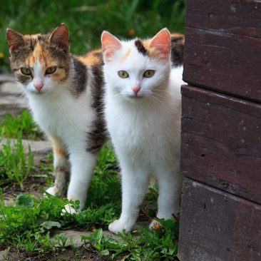 two pretty cats looking around the corner