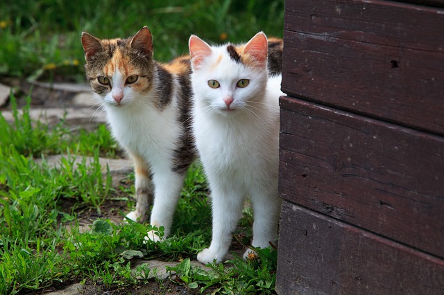 two pretty cats looking around the corner