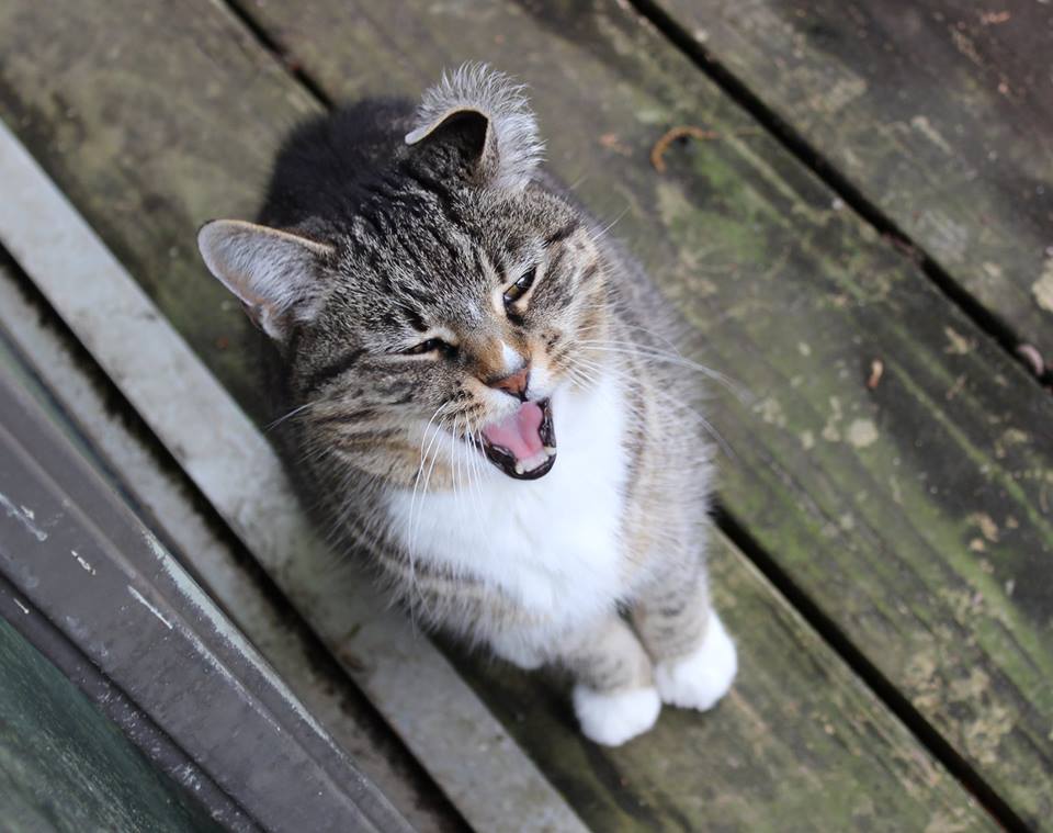 21 year old calico cat