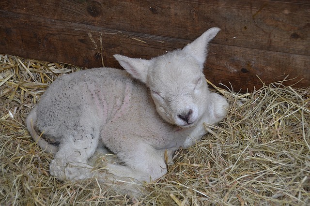 Baby lamb on a bed of straw